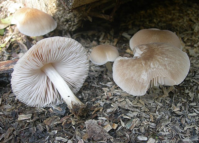 Pluteus  depauperatus     Romagnesi